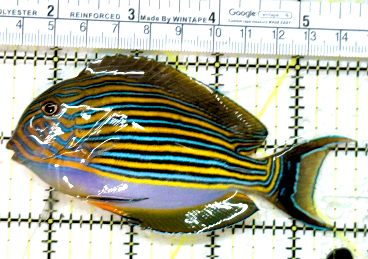 Clown Tang CT071901 WYSIWYG Size: ML 4.25" approx
