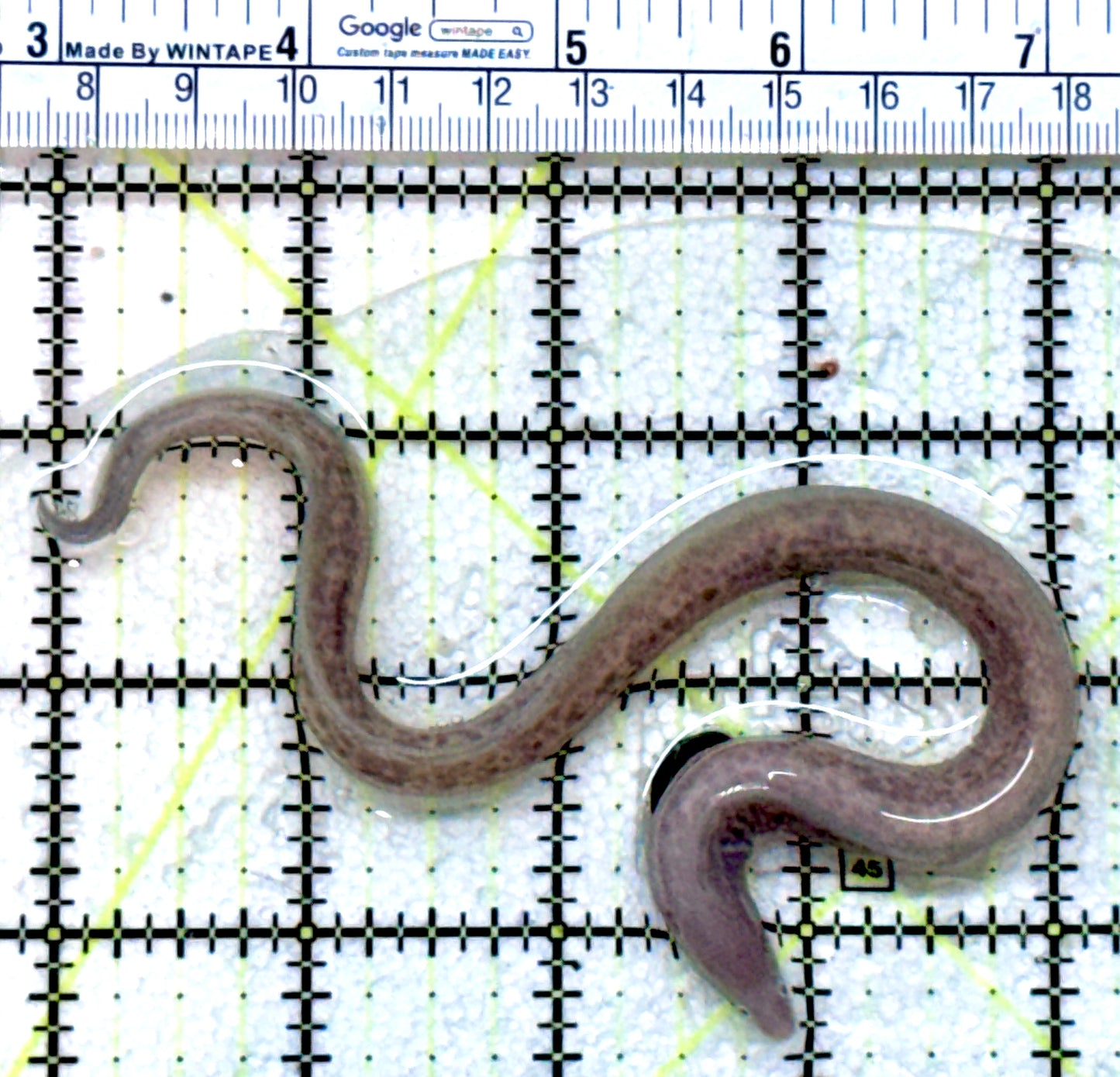 White Eye Moray Eel WEME071901 WYSIWYG Size: Tiny 8"