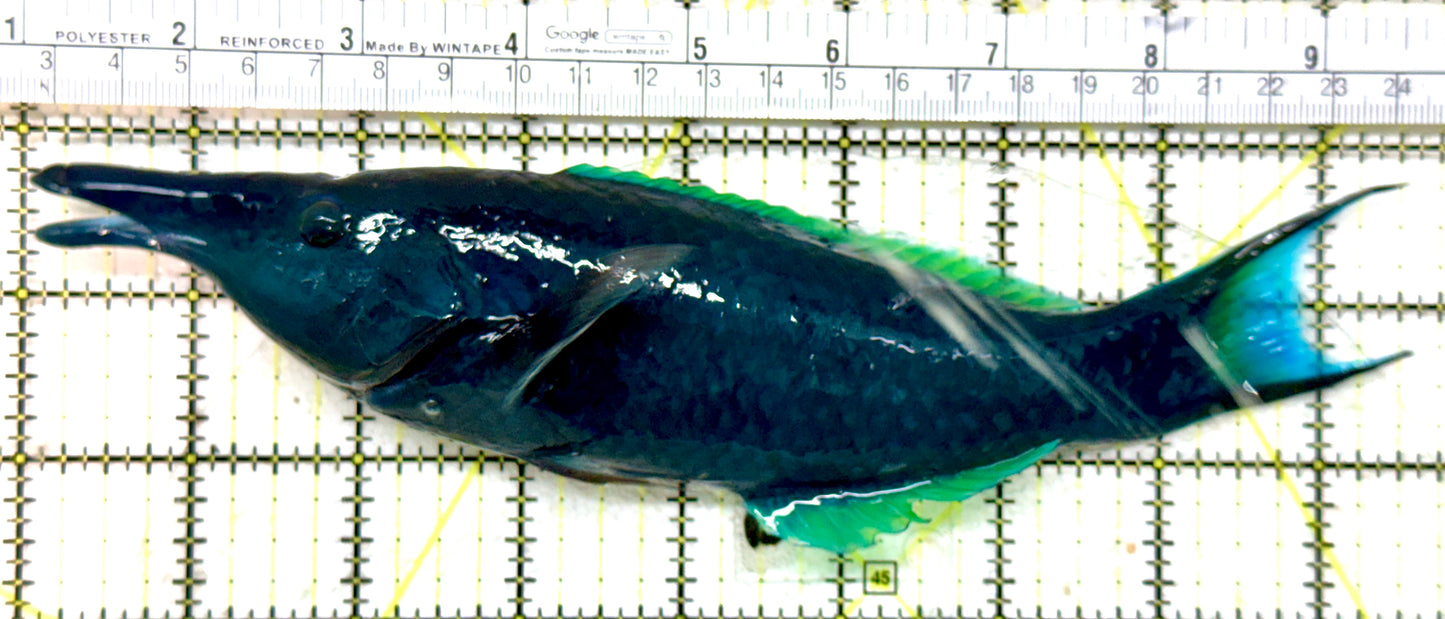 Green Bird Wrasse GBW071901 WYSIWYG Size: XXXL/SHOW 8.25" approx