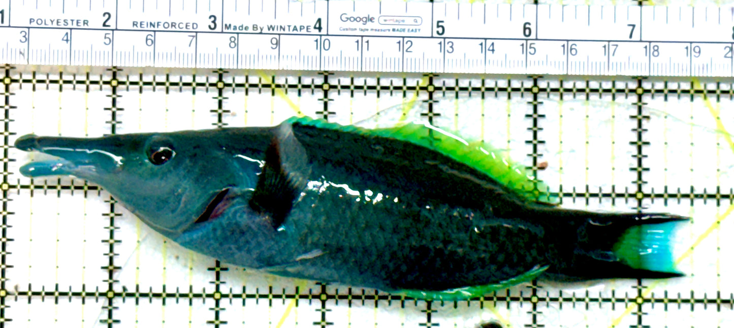 Green Bird Wrasse GBW071902 WYSIWYG Size: XL 6.25" approx
