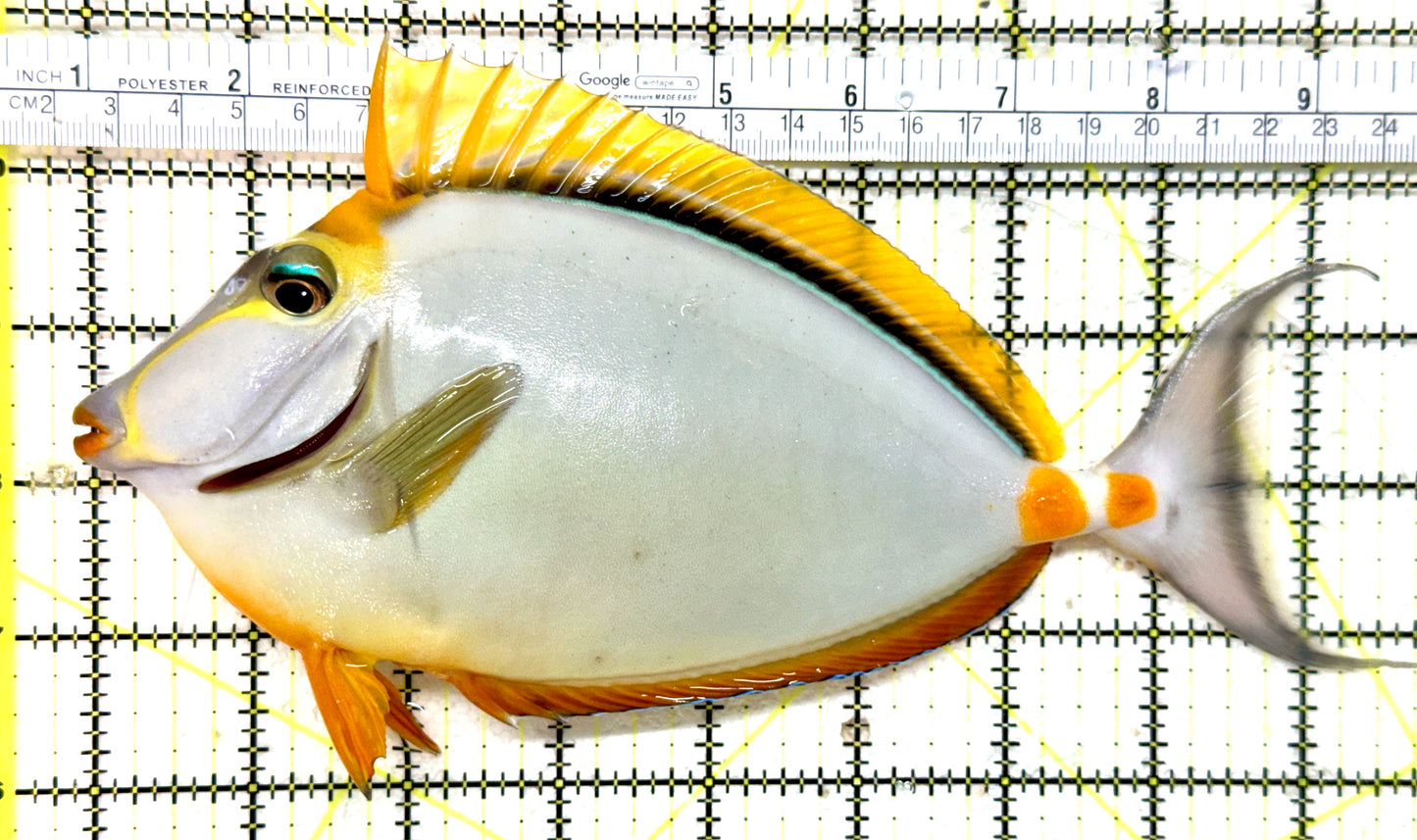 Blonde Naso Tang (Maldives Special Grade) BNT071902 WYSIWYG Size: XL 8.75" approx
