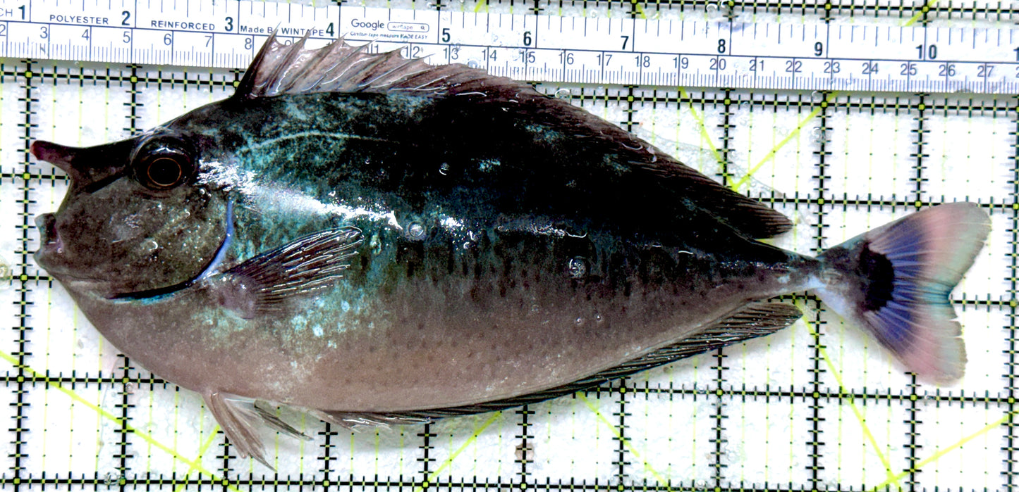 Longnose Spotted Unicorn Tang LSUT071901 WYSIWYG Size: XXXL/SHOW 9.75"