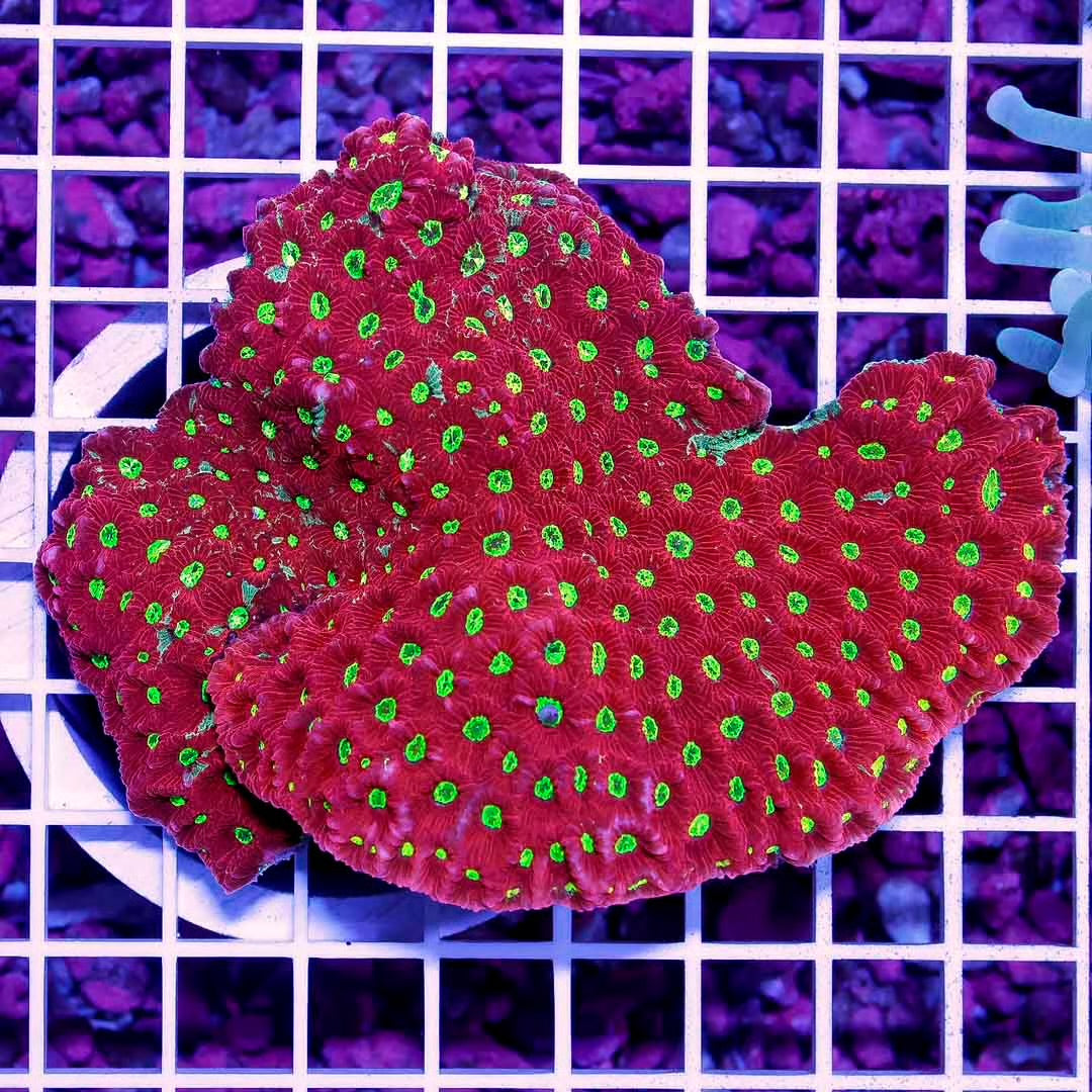 Aussie War Coral Favites Mother Colony AWCFMC102701 WYSIWYG