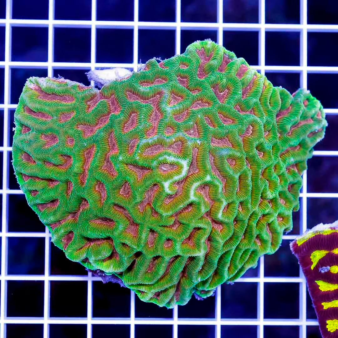 Ultra Aussie Platygyra Mother Colony UAPMC102701 WYSIWYG