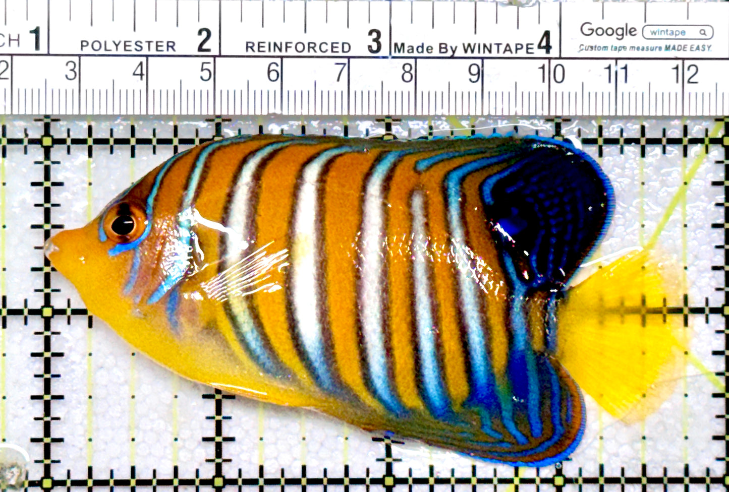 Regal Angelfish Sumatra Yellow Belly (Vibrant Color Indo) RAYB072202 WYSIWYG Size: ML 3.75"