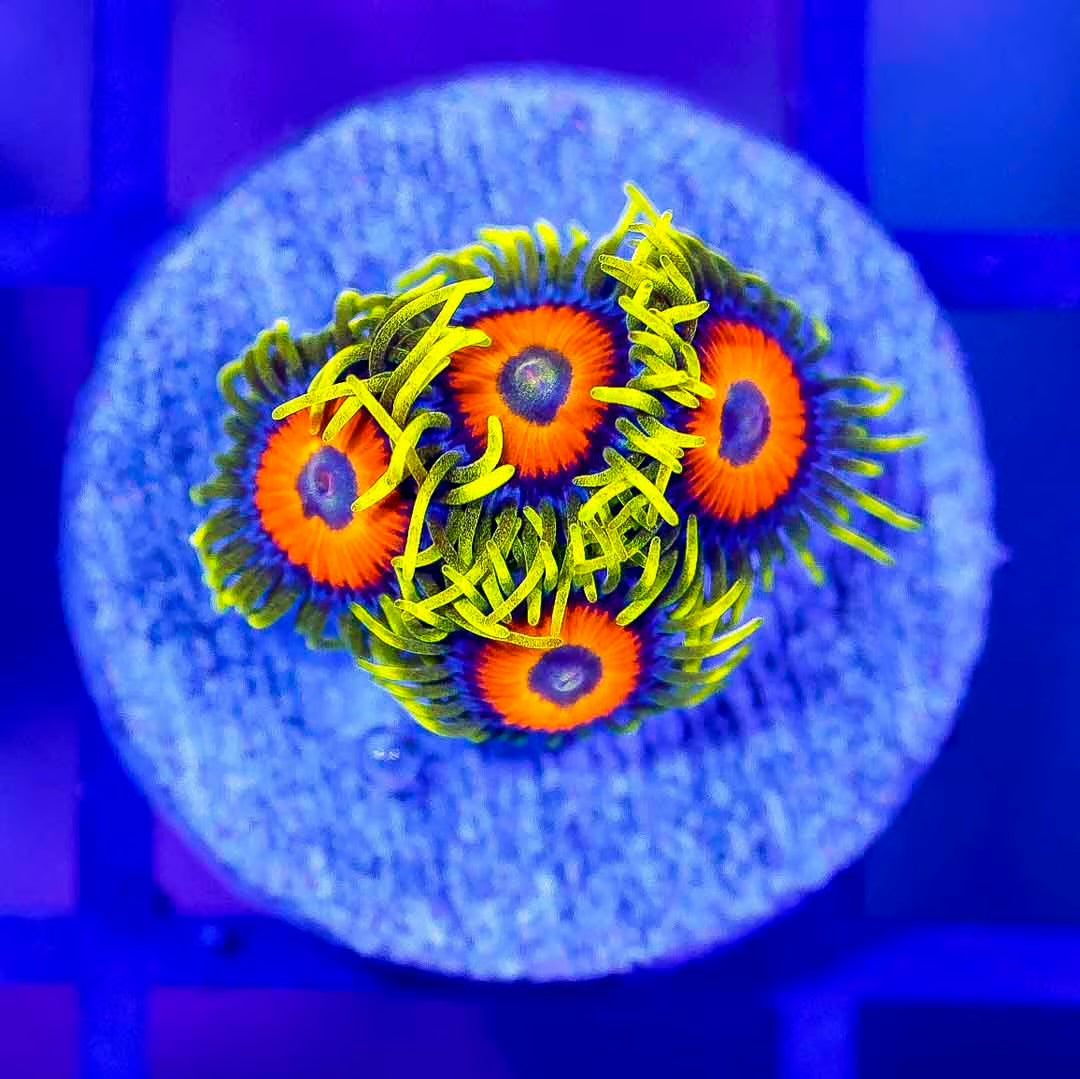 Indo Ultra Super Saiyan Zoanthid Frag Mother Colony IUSSZFMC102701 WYSIWYG