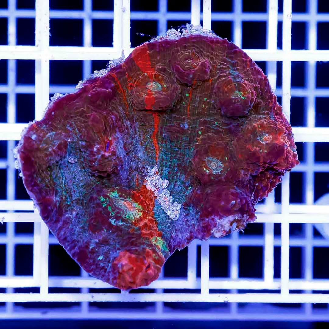 Aussie Chalice Frag Mother Colony ACFMC102701 WYSIWYG