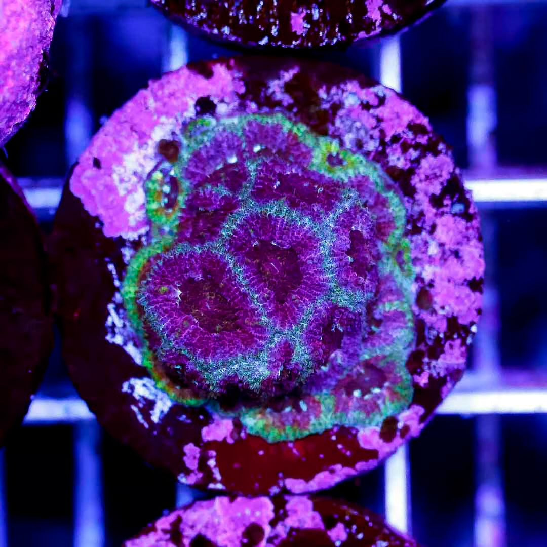 Indo Micromussa Frag Mother Colony IMFMC102701 WYSIWYG