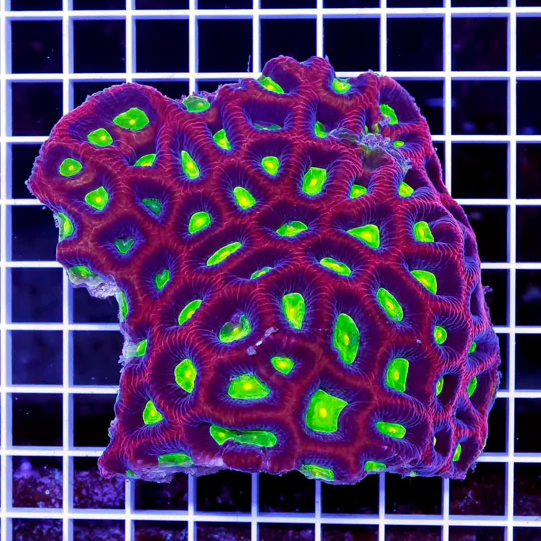 Ultra Aussie Prism Favia Mother Colony UAPFMC102701 WYSIWYG