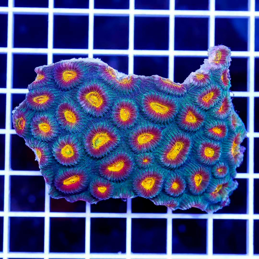 Ultra Aussie Favia Mother Colony UAFMC102701 WYSIWYG