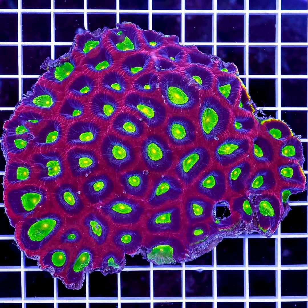 Ultra Aussie Prism Favia Mother Colony UAPFMC102702 WYSIWYG