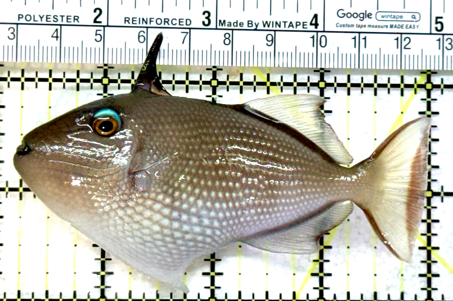 Female Blue Throat Triggerfish (Reefsafe) FBTT072601 WYSIWYG Size: ML 4" approx