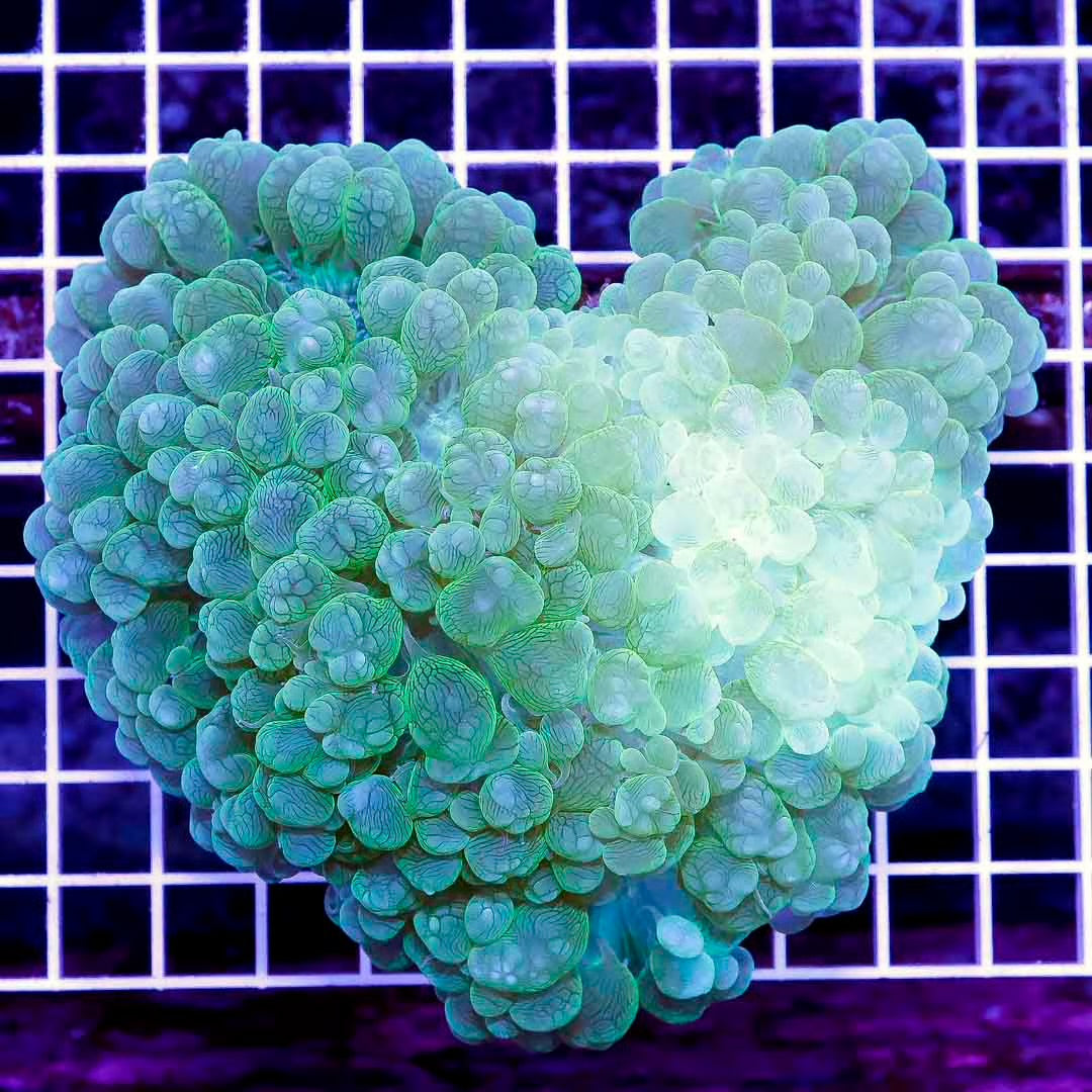 Aussie Green Bubble Coral Mother Colony AGBCMC102701 WYSIWYG