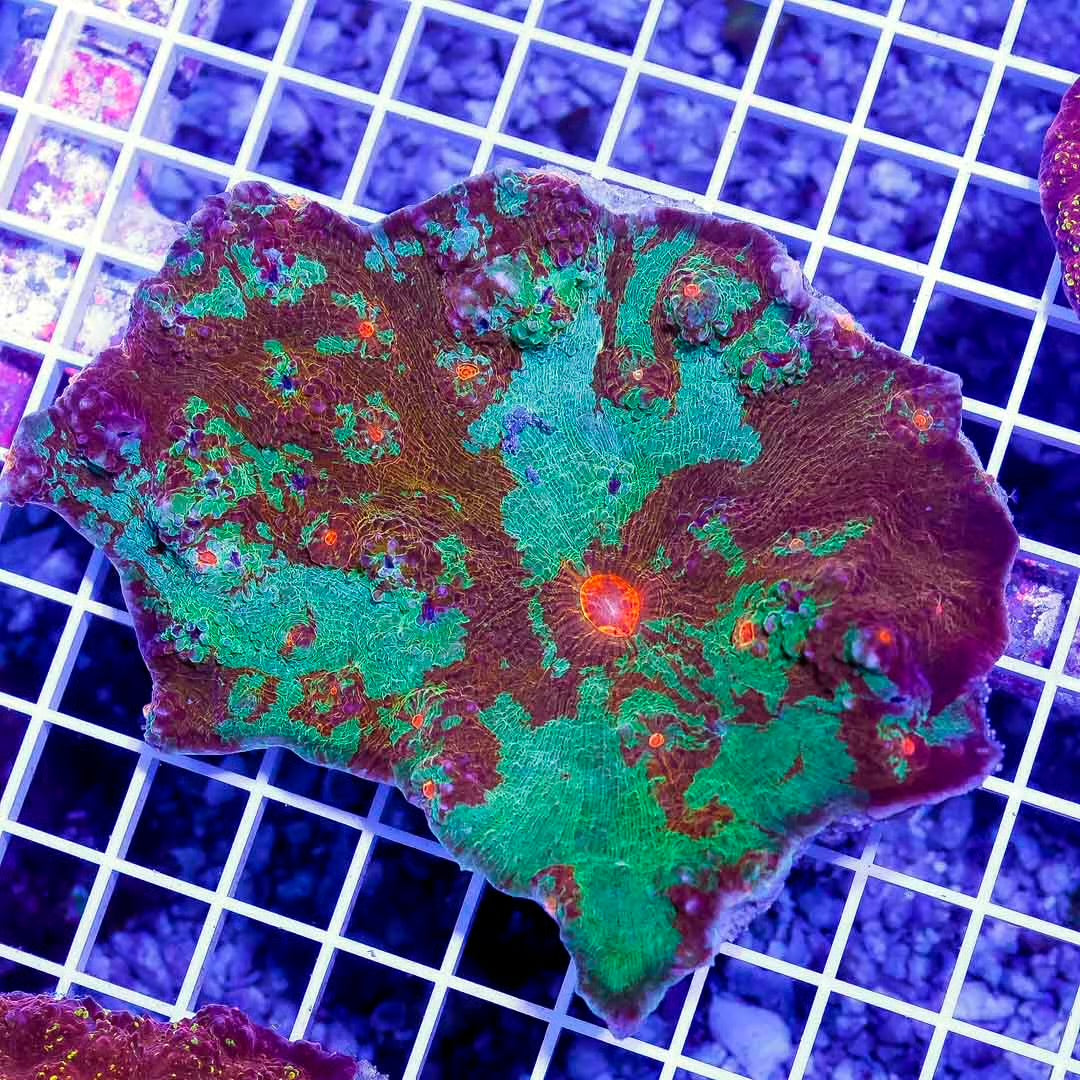 Aussie Echinophyllia Mother Colony AEMC102701 WYSIWYG