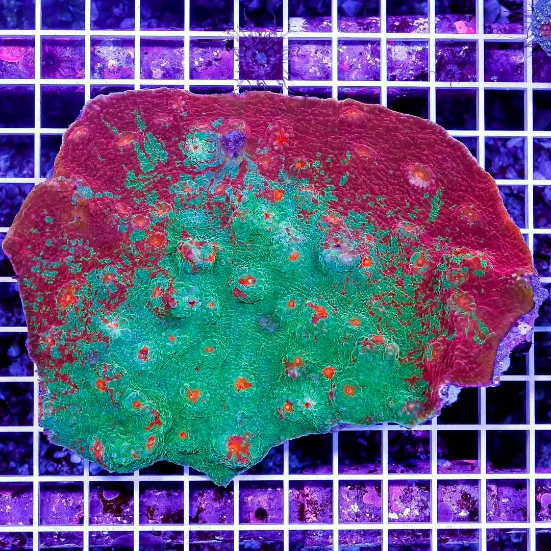 Aussie Echinophyllia Mother Colony AEMC102702 WYSIWYG