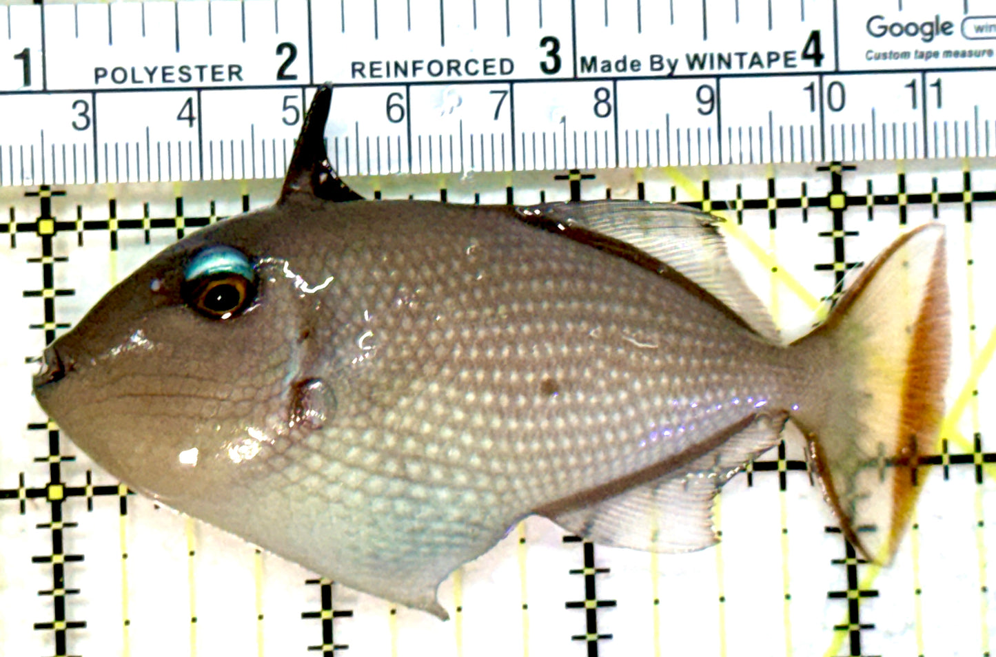 Female Blue Throat Triggerfish (Reefsafe) FBTT072602 WYSIWYG Size: ML 3.5" approx