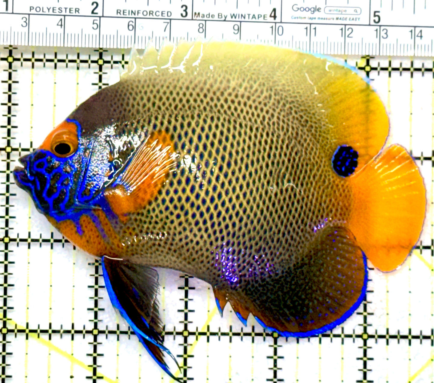 Blueface Angelfish Adult (Sumatra Vibrant Colors) BAA072601 WYSIWYG Size: L 4.75" approx