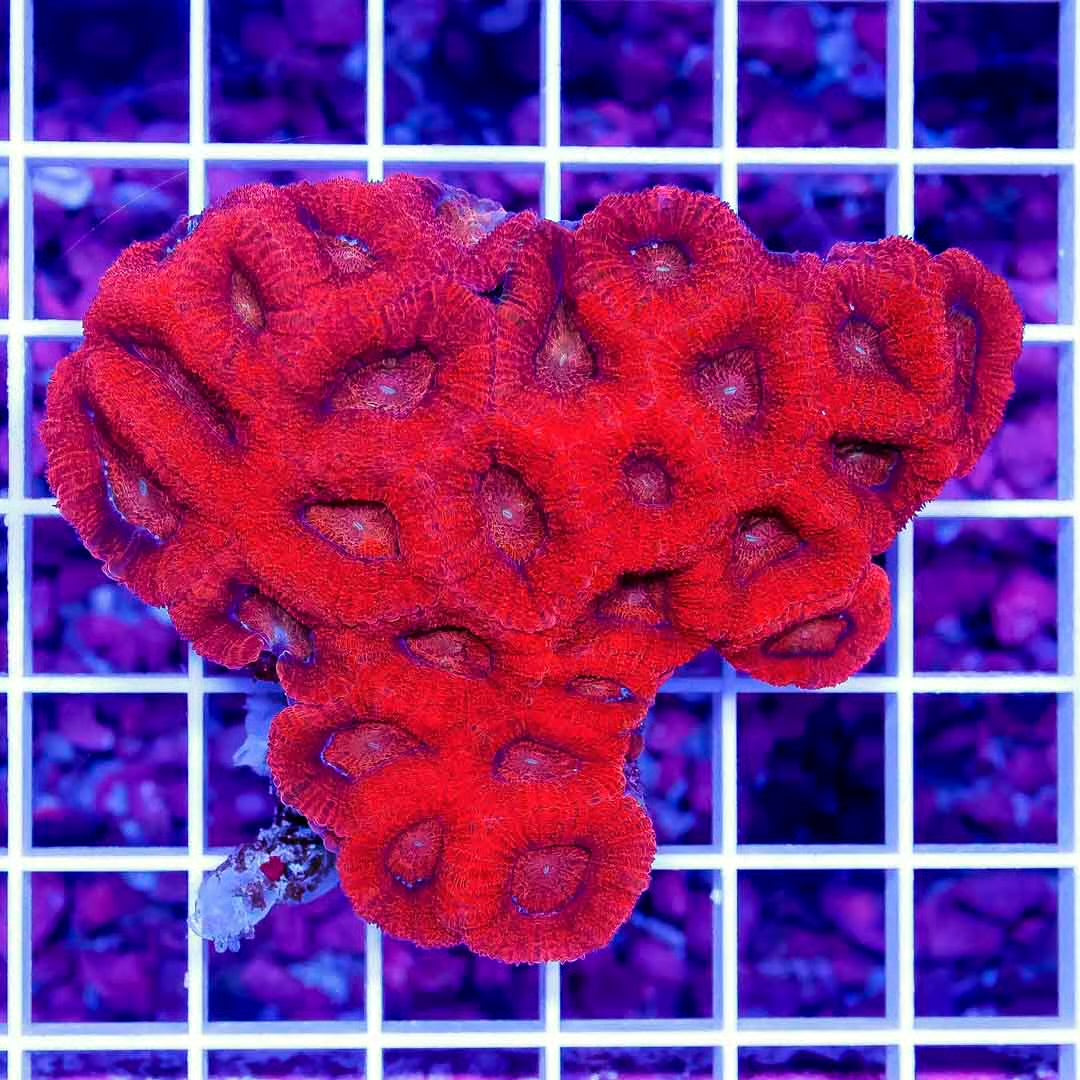 Aussie Ultra Acan Lordhowensis Mother Colony AUALMC102701 WYSIWYG