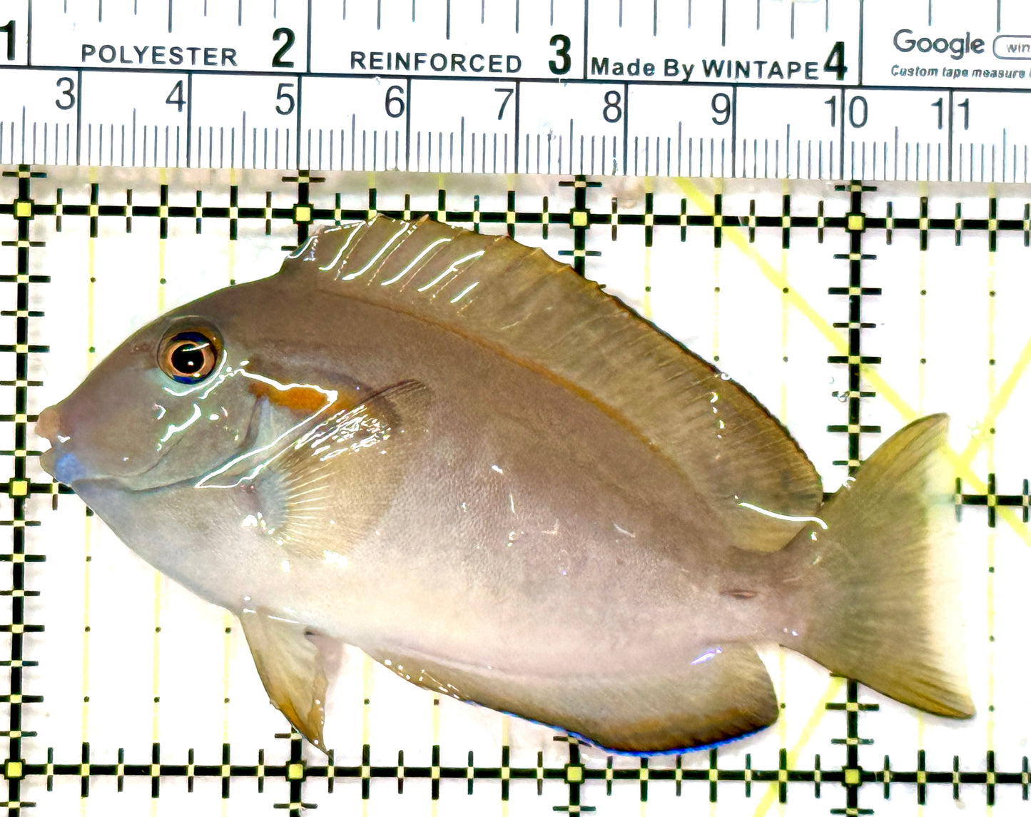 Orange Shoulder Tang OST072601 WYSIWYG Size: S Adult: 3.5" approx