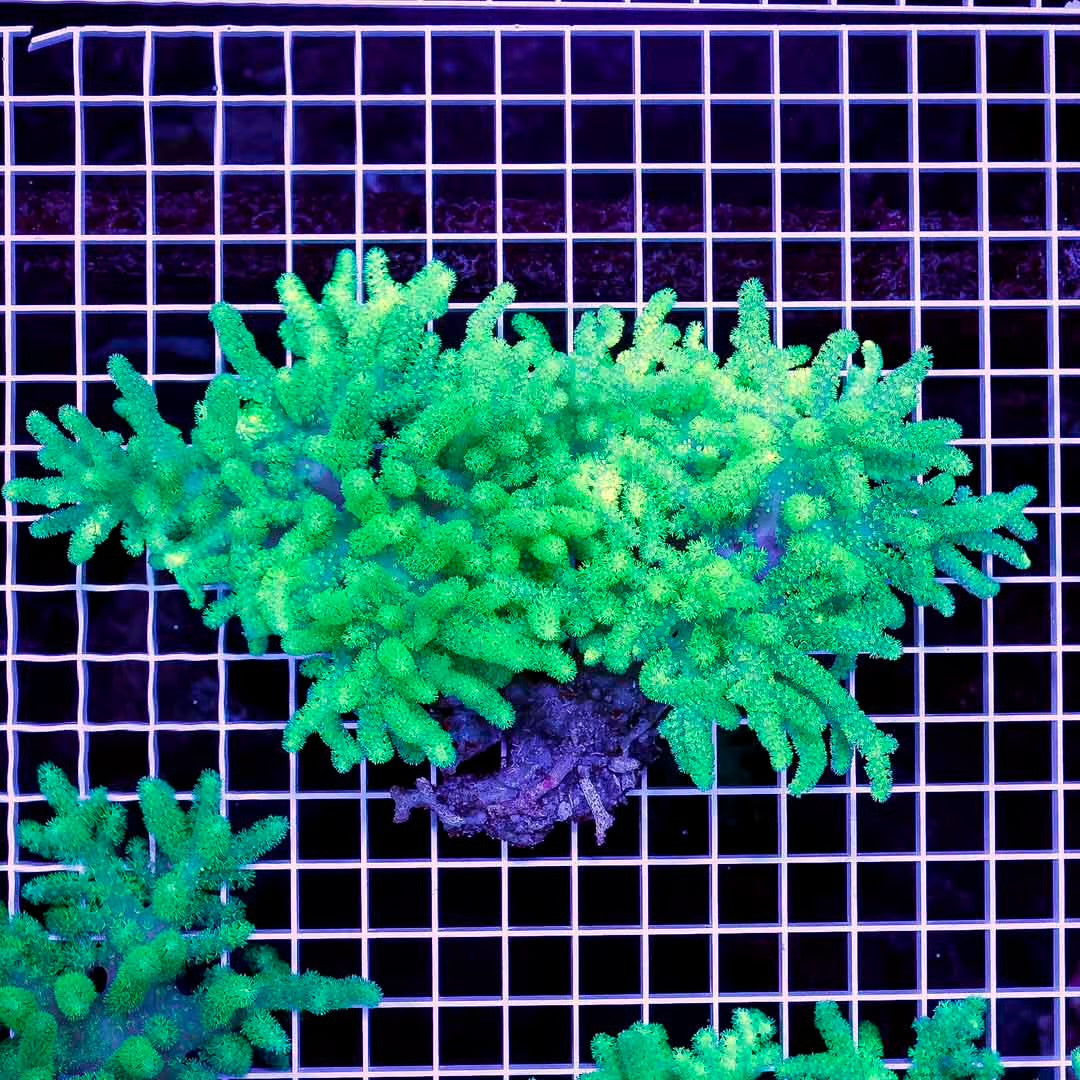 Aussie Metallic Green Sinularia Mother Colony AMGSMC102701 WYSIWYG