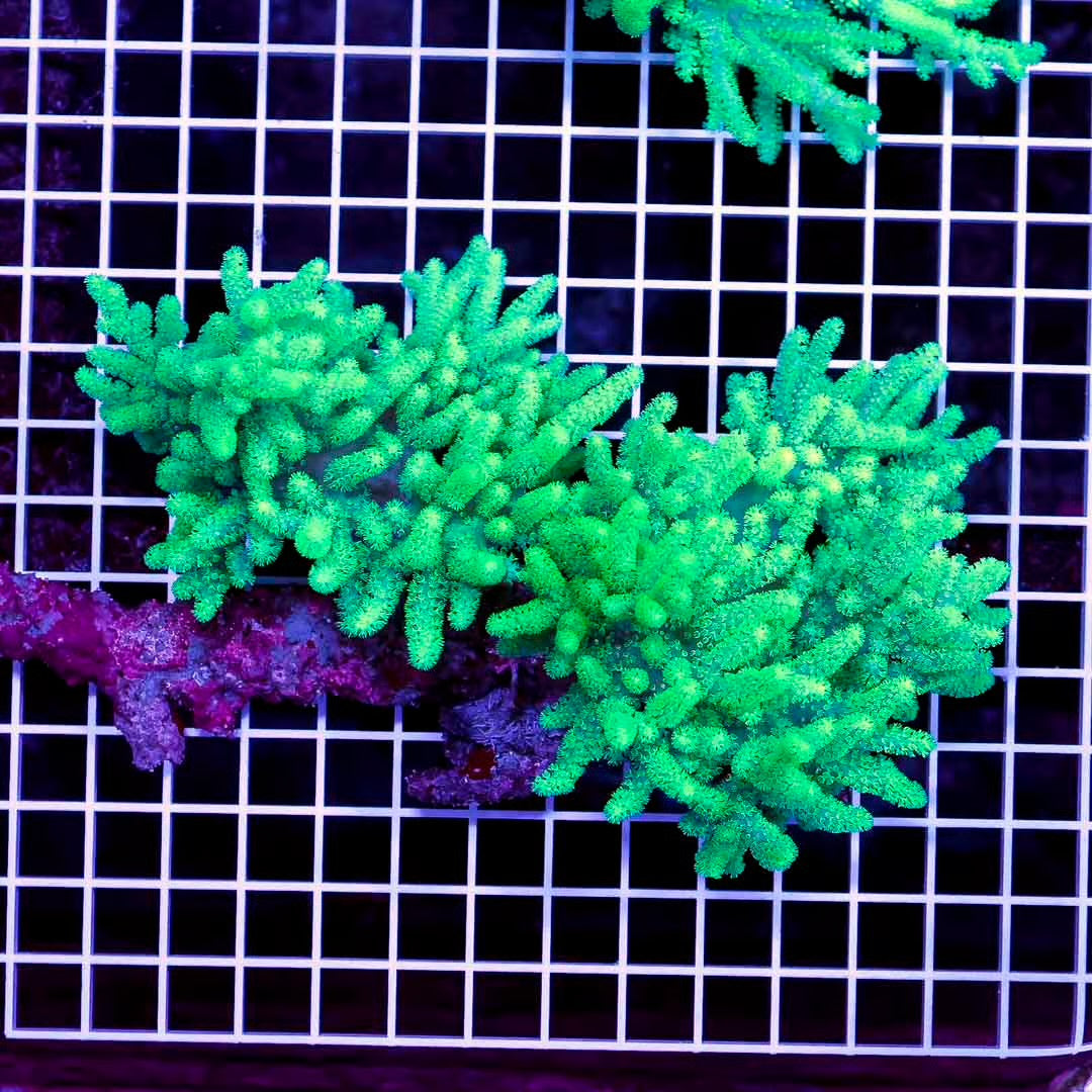 Aussie Metallic Green Sinularia Mother Colony AMGSMC102702 WYSIWYG