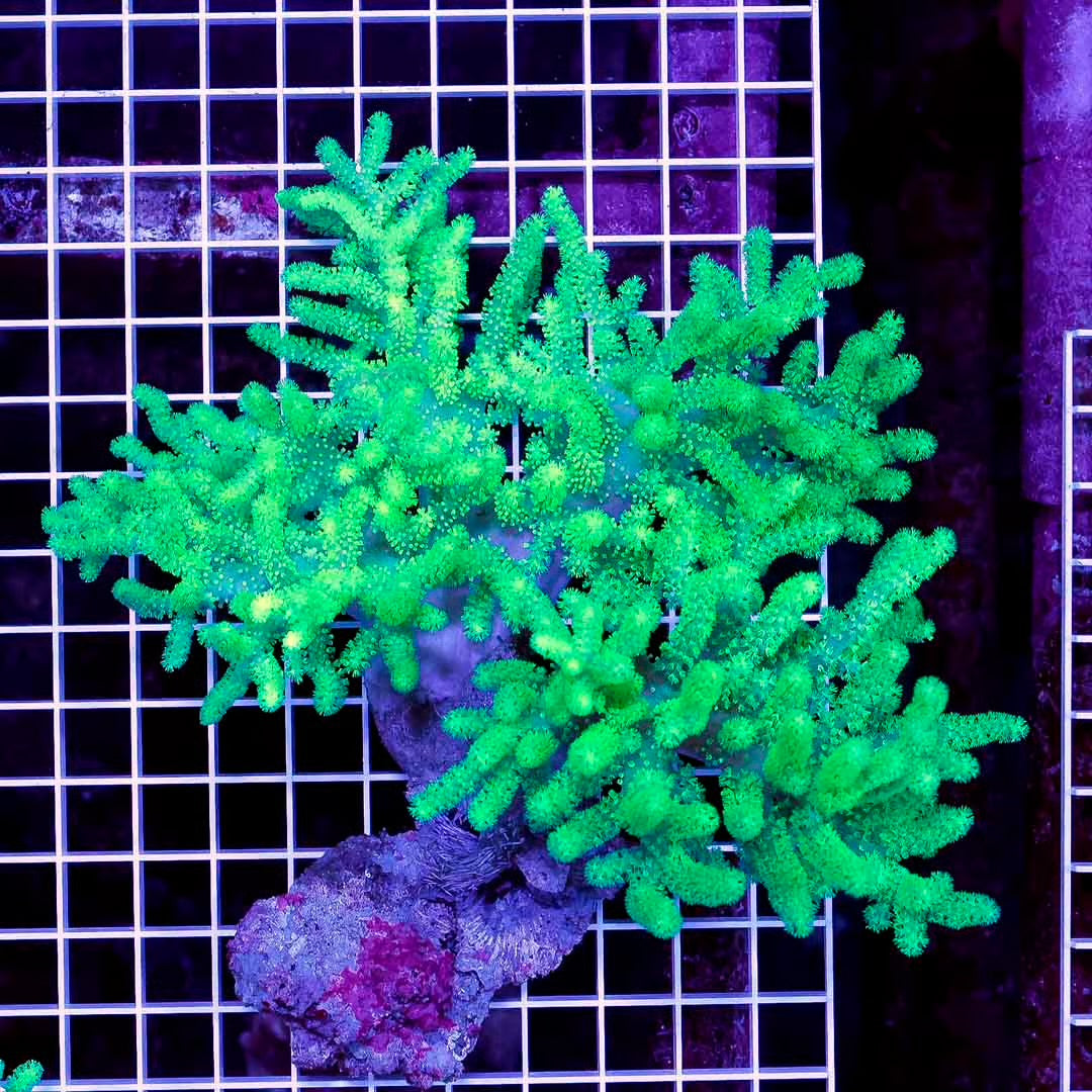 Aussie Metallic Green Sinularia Mother Colony AMGSMC102703 WYSIWYG