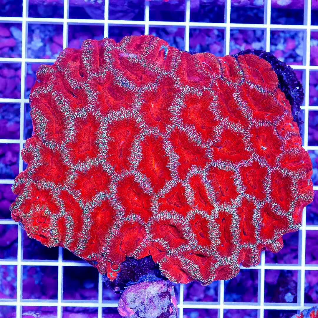 Aussie Ultra Acan Lordhowensis Mother Colony AUALMC102702 WYSIWYG