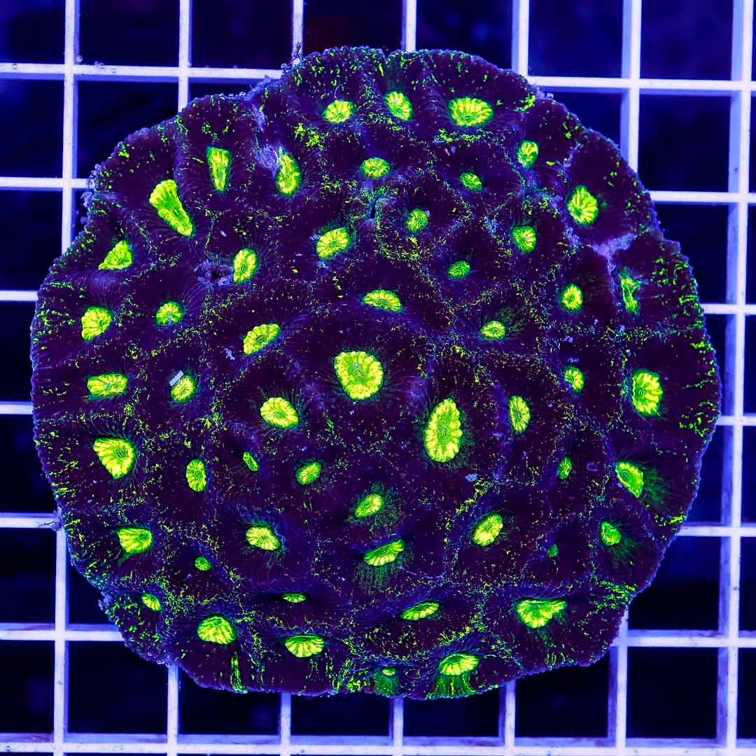 Aussie Metallic Goniastrea Mother Colony AMGMC102701 WYSIWYG