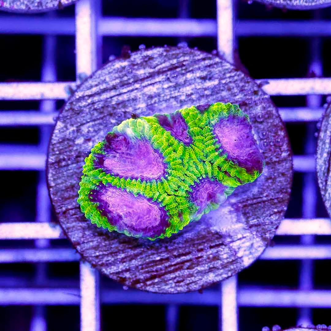 Indo Ultra Favia Frag Mother Colony IUFFMC102701 WYSIWYG