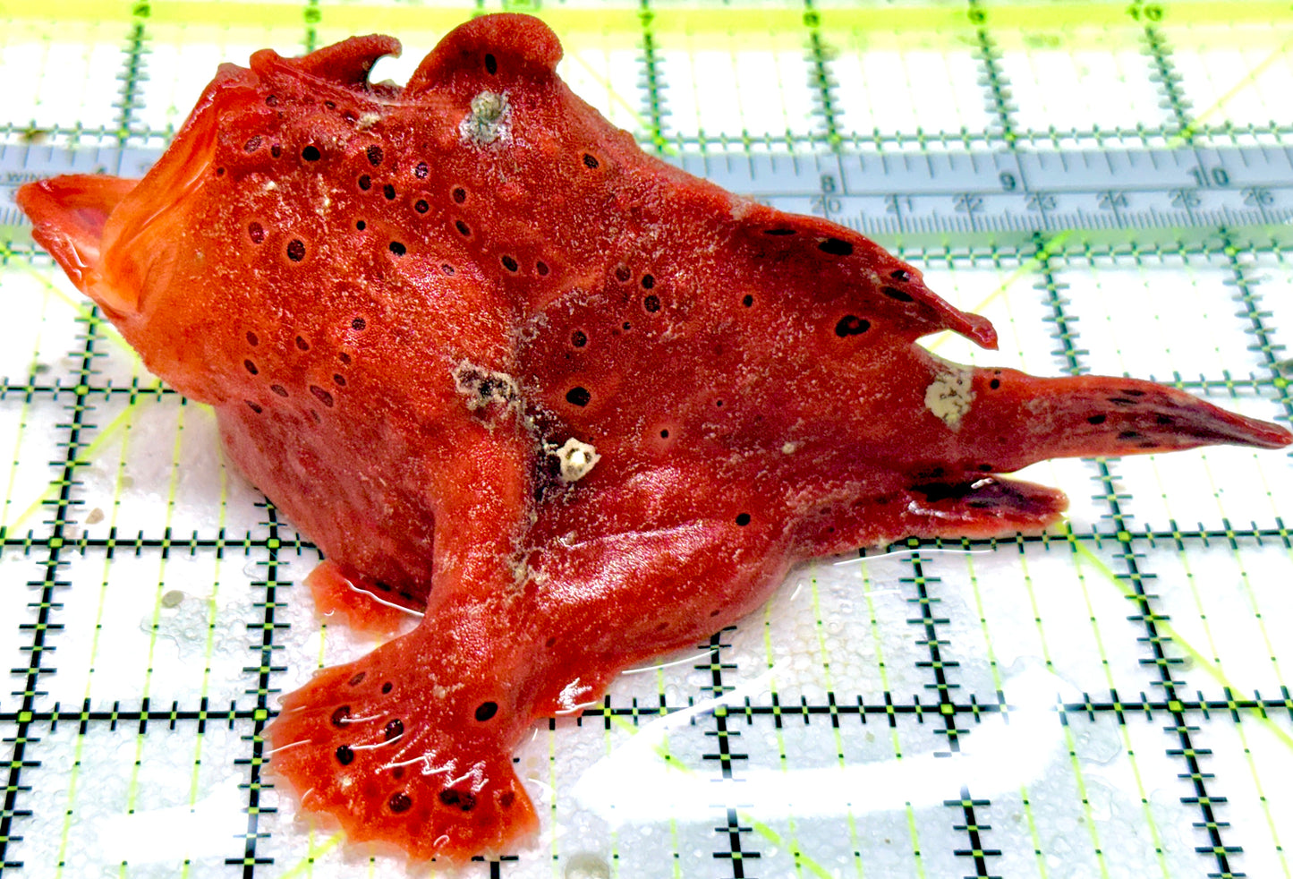 Red Warty Angler RWA053102 WYSIWYG Size: XXXL/SHOW 6.25" and Above approx