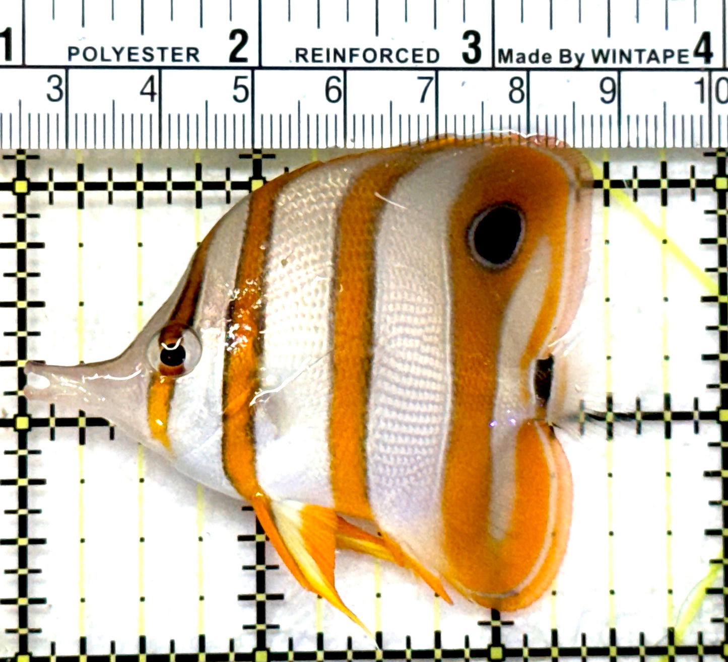 Copperband Butterflyfish CB072601 WYSIWYG Size: M 2.75" approx