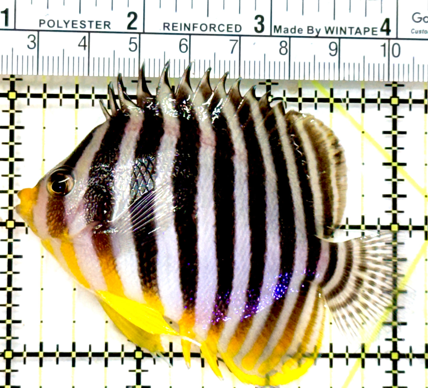 Multibar Angelfish MA072601 WYSIWYG Size: XXL 3" approx