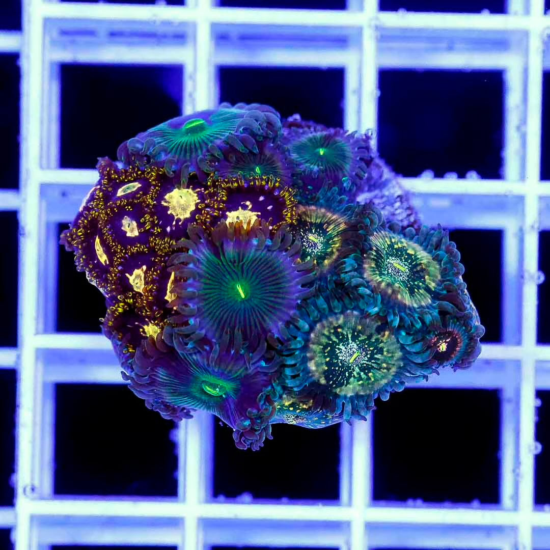 Aussie Palys Frag Mother Colony APFMC102701 WYSIWYG