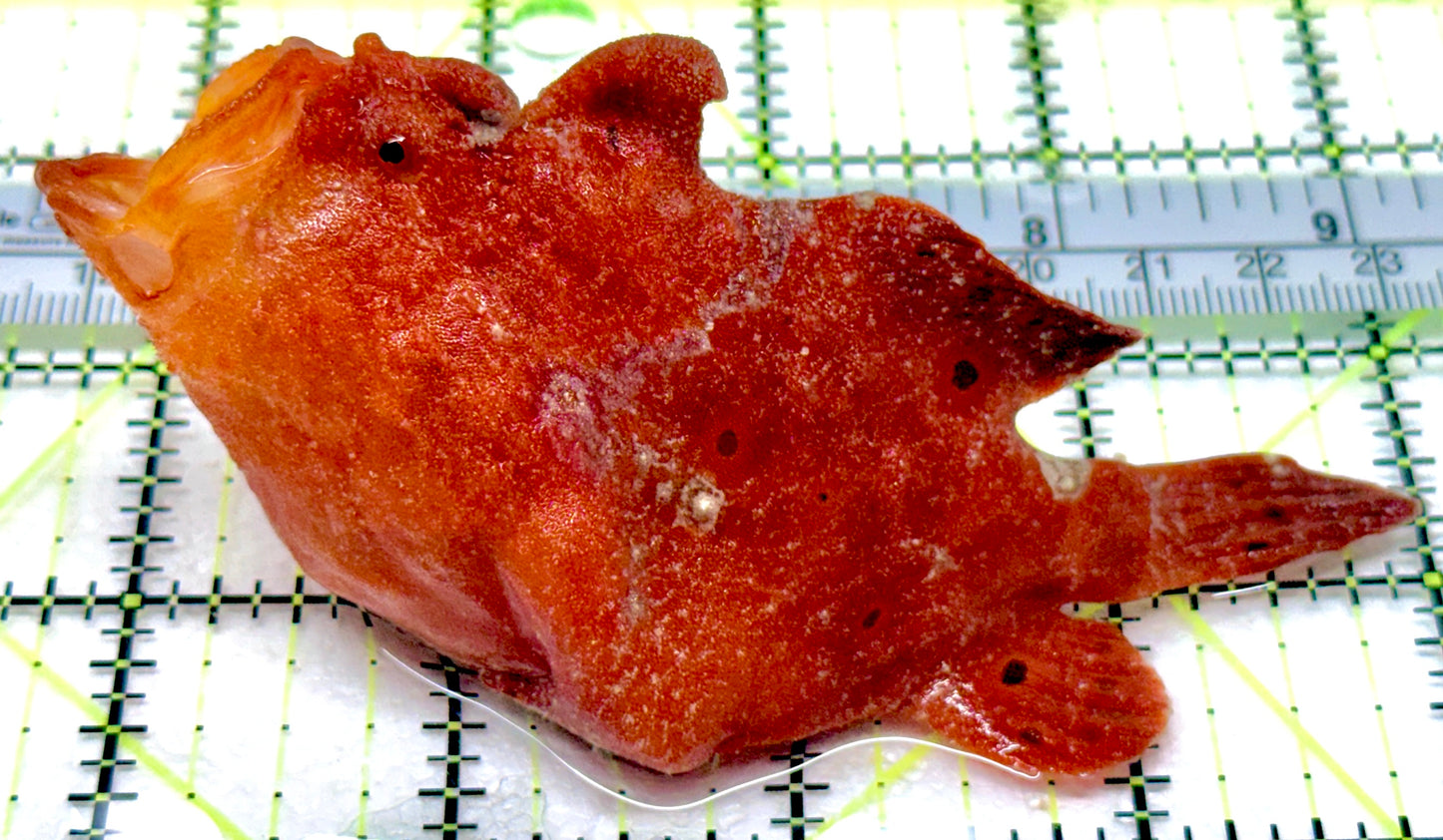 Red Warty Angler RWA053104 WYSIWYG Size: XL 4.5" approx