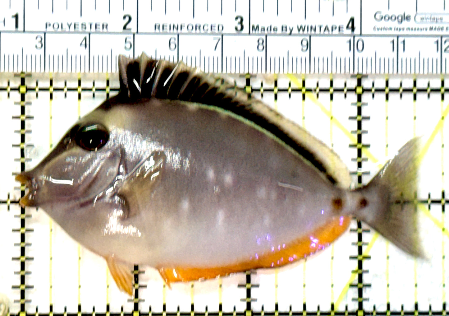 Naso Tang NT072601 WYSIWYG Size: M 3.75" approx