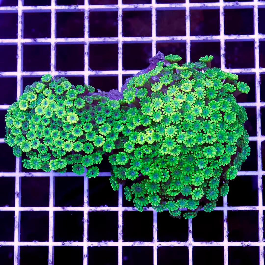 Aussie Green with Blue Centre Alveopora Mother Colony AGBCAMC102701 WYSIWYG