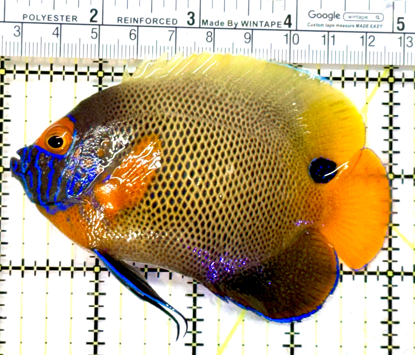 Blueface Angelfish Adult (Sumatra Vibrant Colors) BAA072602 WYSIWYG Size: L 4" approx