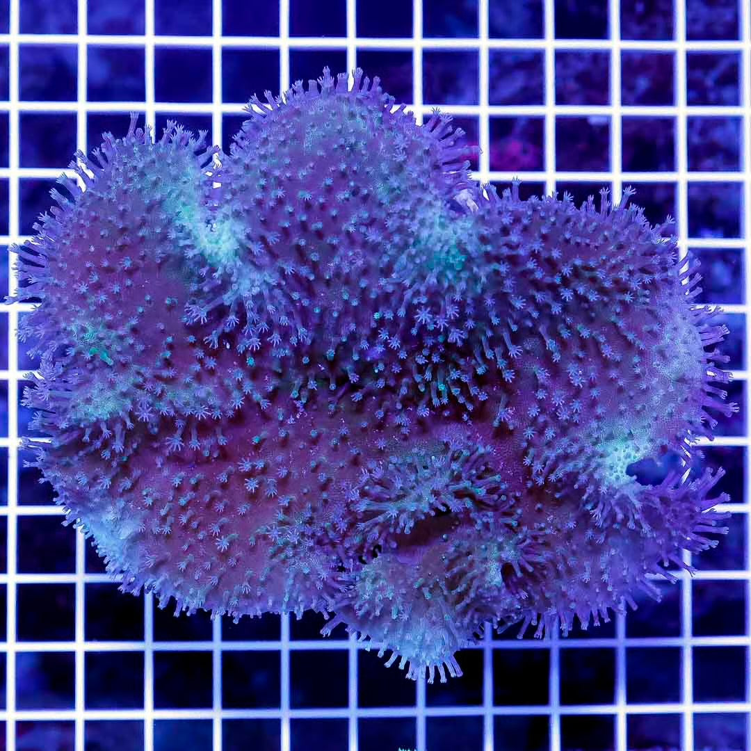 Aussie Toadstool Leather Mother Colony ATLMC102701 WYSIWYG