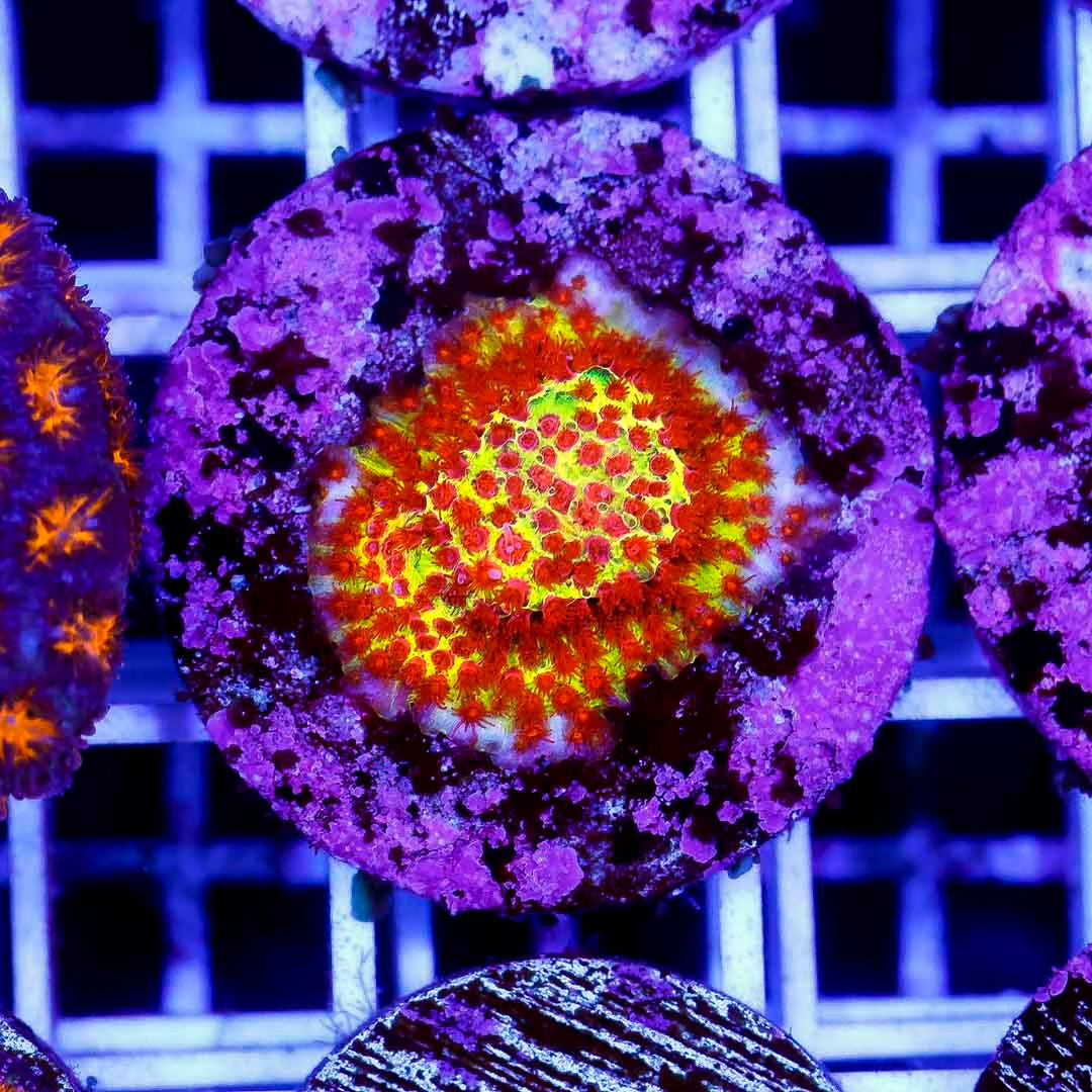 Indo Burning Banana Frag Mother Colony IBBFMC102701 WYSIWYG