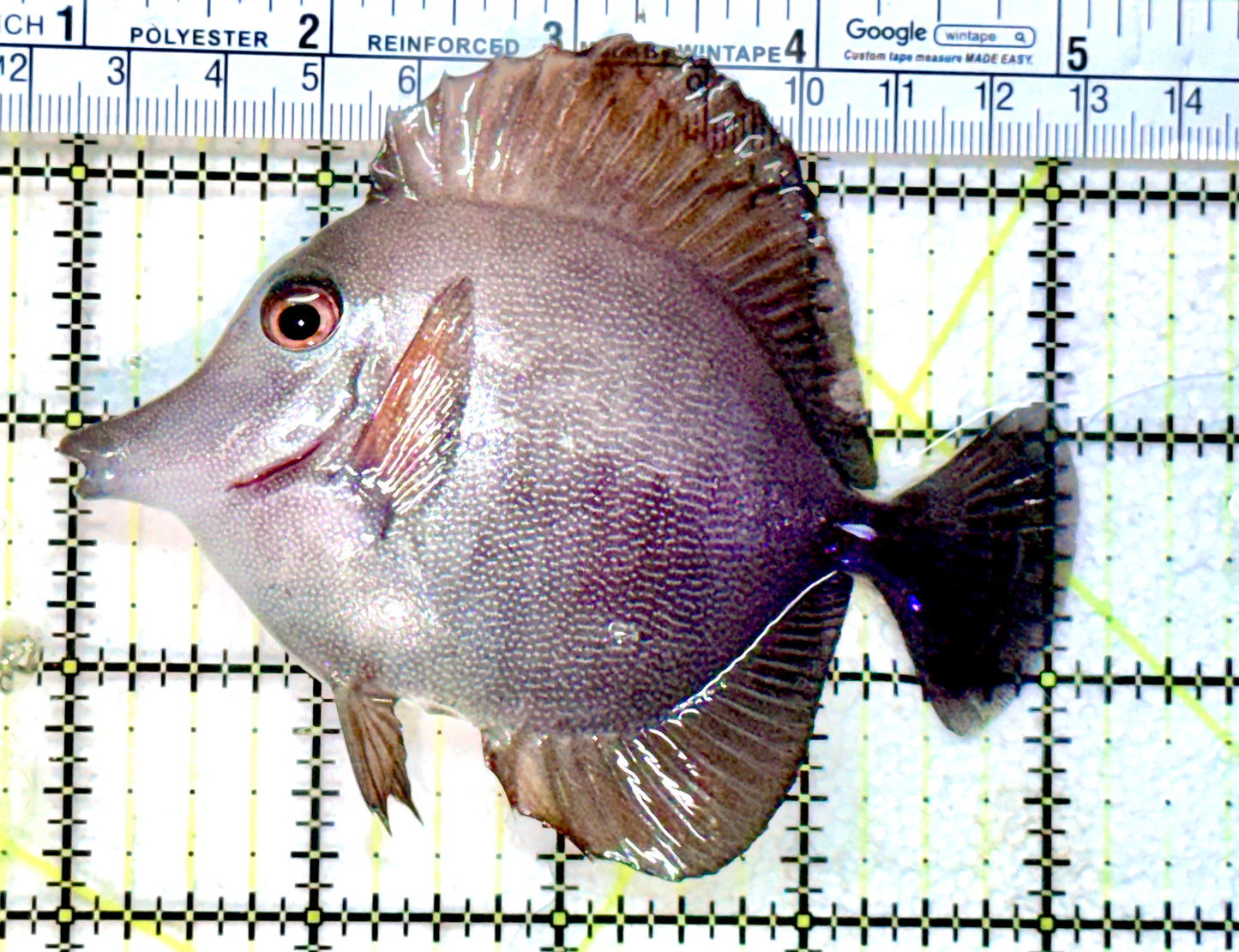 Scopas Tang ST072501 WYSIWYG Size: M 4" approx