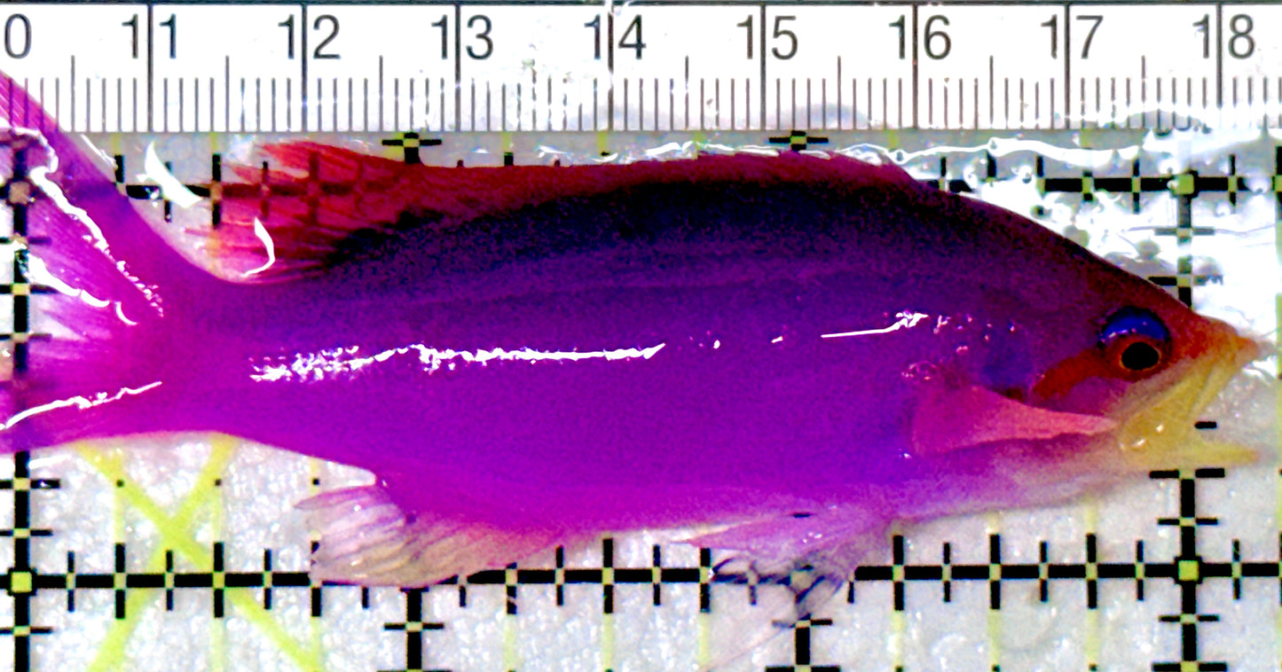 Purple Queen Anthias PQA053102 WYSIWYG Size: XL 3.25" approx