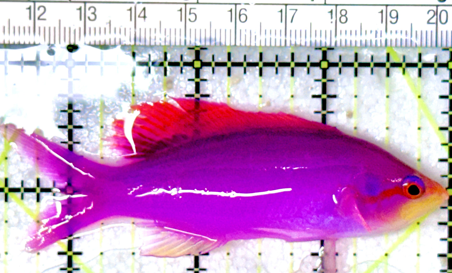 Purple Queen Anthias PQA053104 WYSIWYG Size: XL 3.5" approx