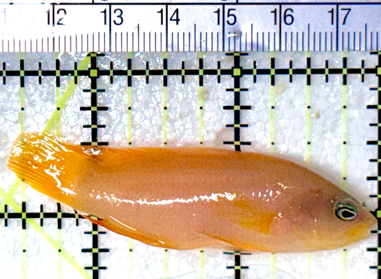 Golden Dottyback GD053101 WYSIWYG Size:M 2.5" approx