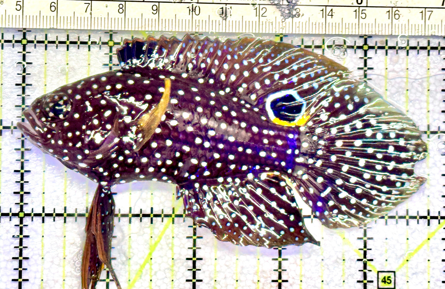 Altevelis Marine Betta (large spotted species) AMB072501 WYSIWYG Size: XXL 4.75" approx
