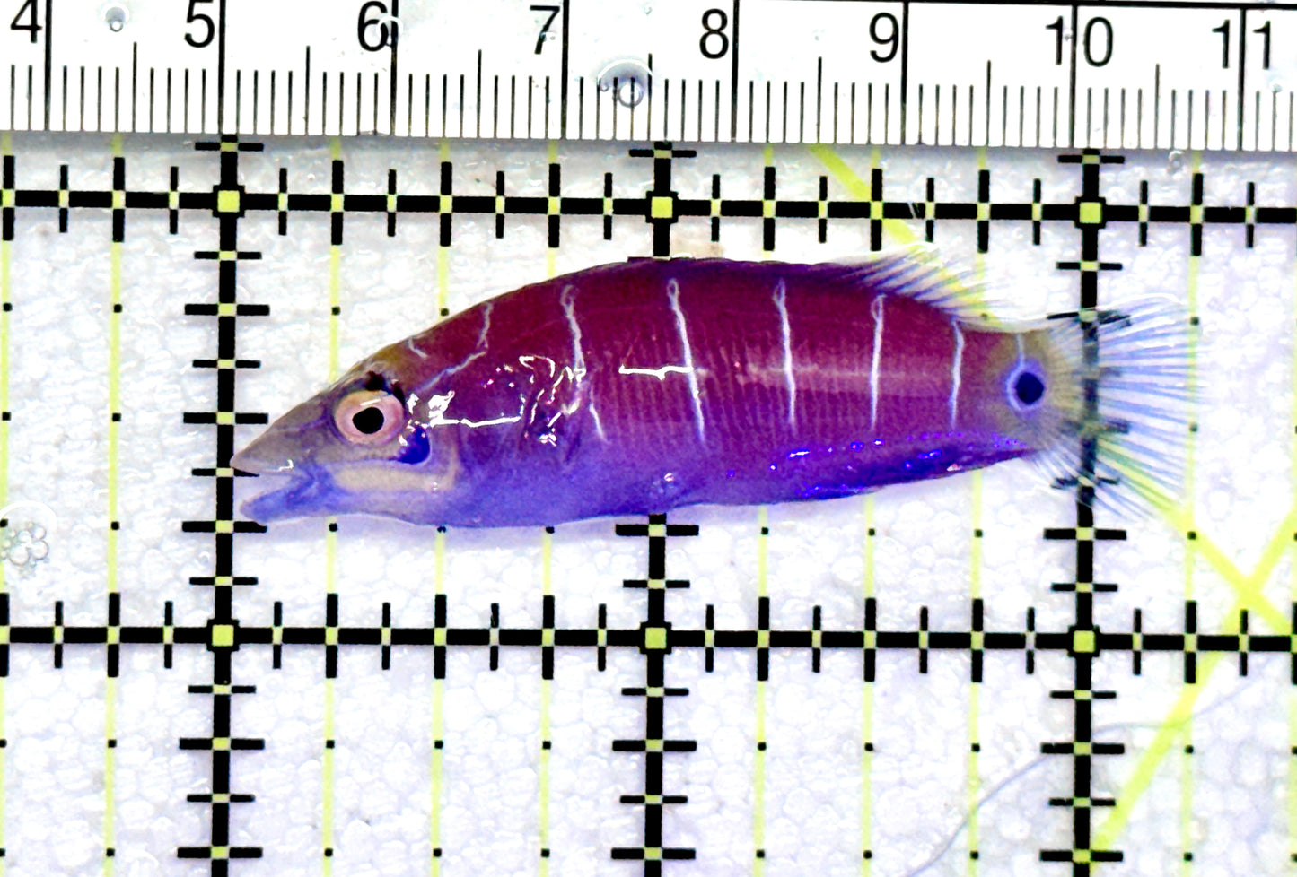 Mystery Wrasse MW072501 WYSIWYG Size: L 2.25" approx