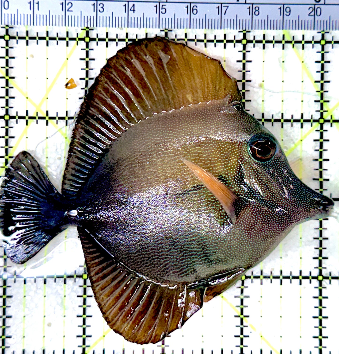 Scopas Tang ST053101 WYSIWYG Size: S 3" approx