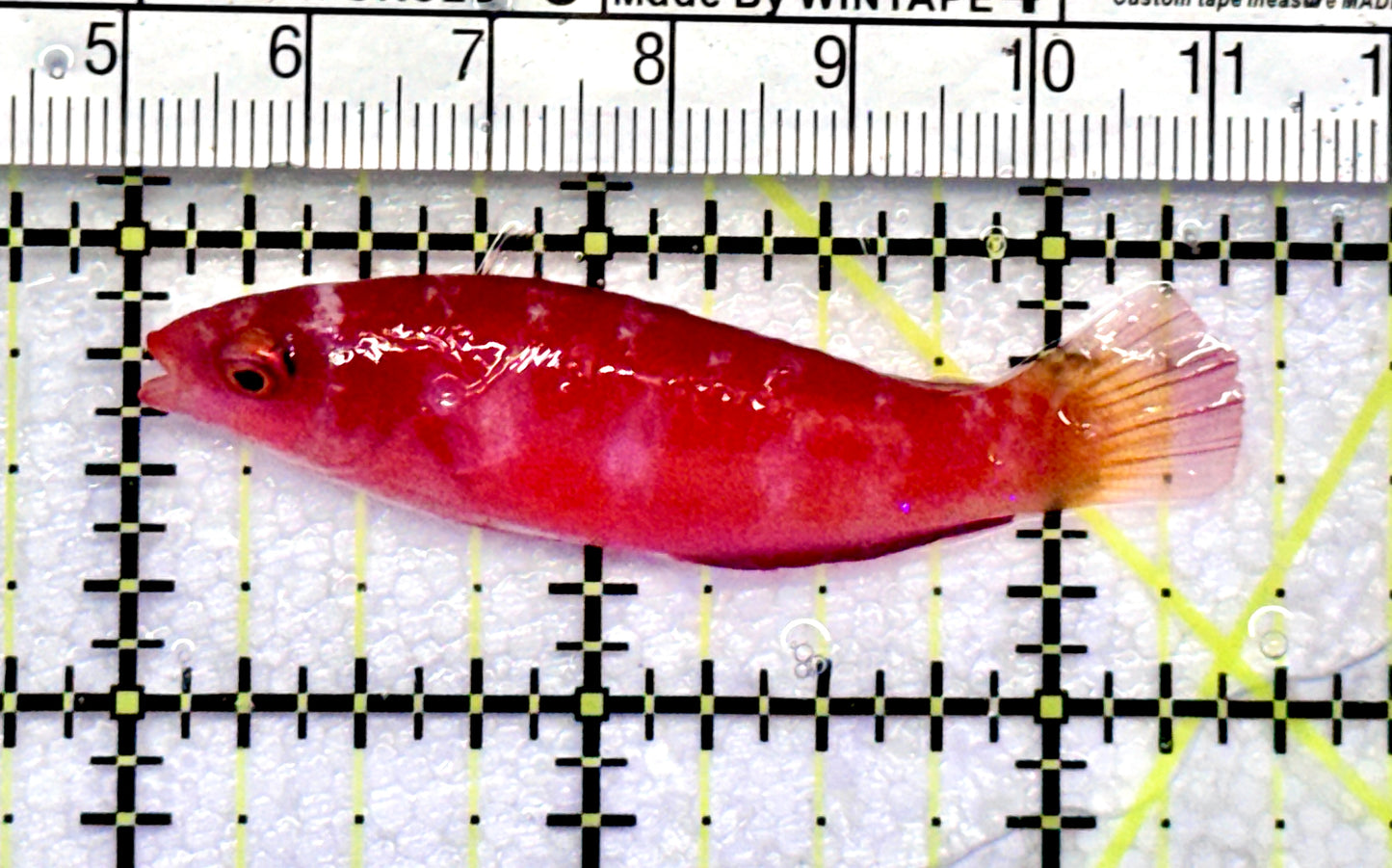 Magma Fairy Wrasse MFW072501 WYSIWYG Size: L 2.5"approx