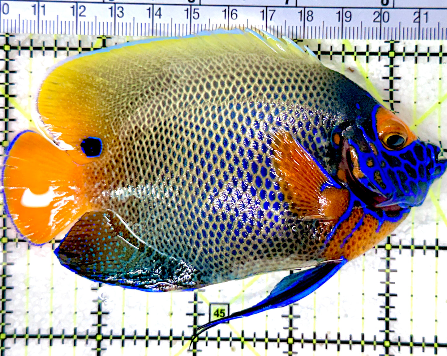 Blueface Angelfish Adult (Sumatra Vibrant Colors) BAA053102 WYSIWYG Size: L 4.5" approx