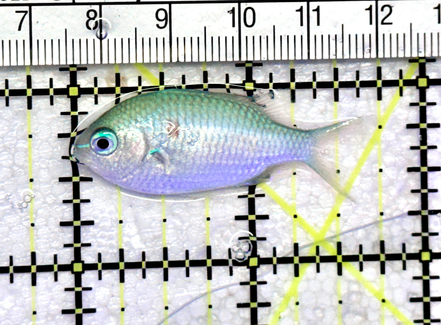 Green Chromis Fish GCF072503 WYSIWYG Size: S 1.75" approx
