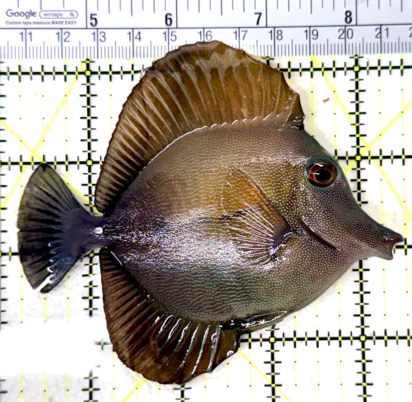 Scopas Tang ST060101 WYSIWYG Size: L 4.5" approx